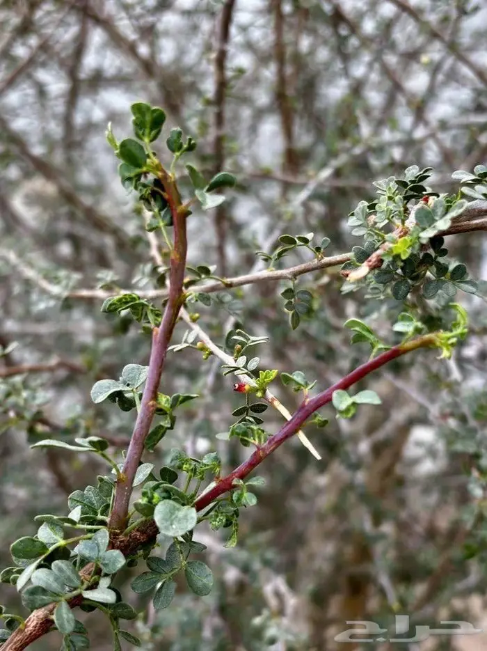 بيلسان بشام للبيع 8