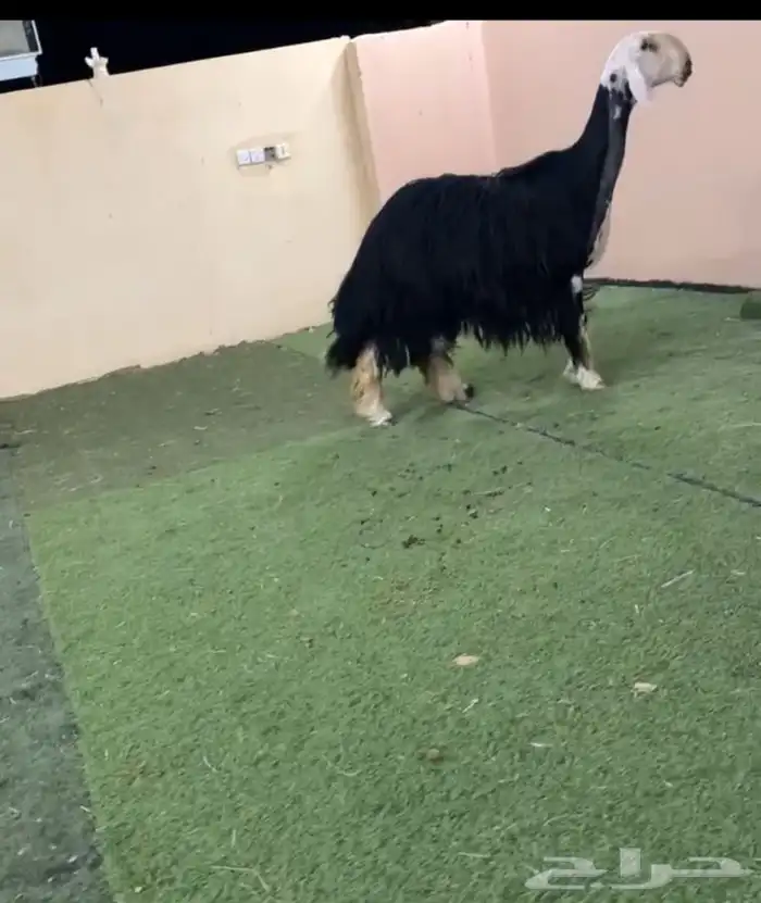نجديه متوم 1