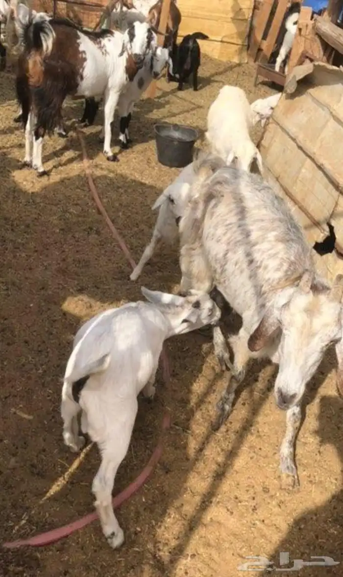 اللي يدور ذبائح بلدية من غنم شايب ومراح مولوده عنده 17