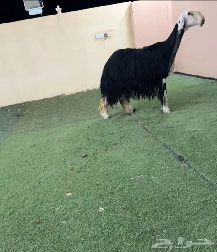 نجديه متوم 2