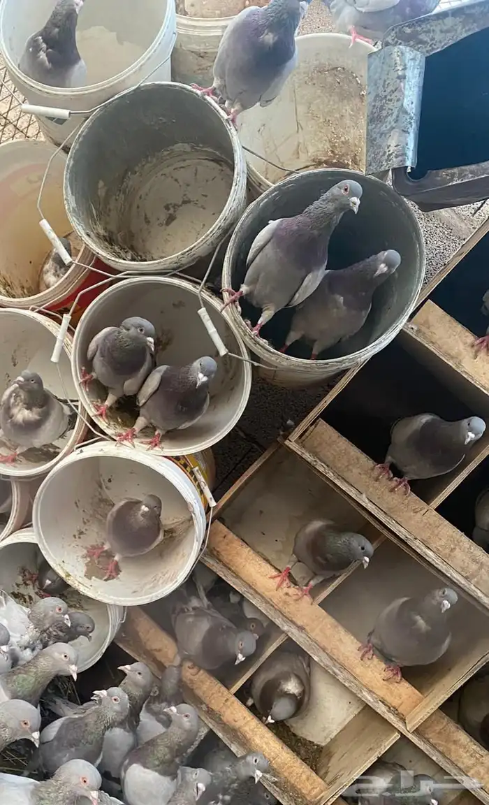 حمام فرنسي سلفر 140 جوز 0