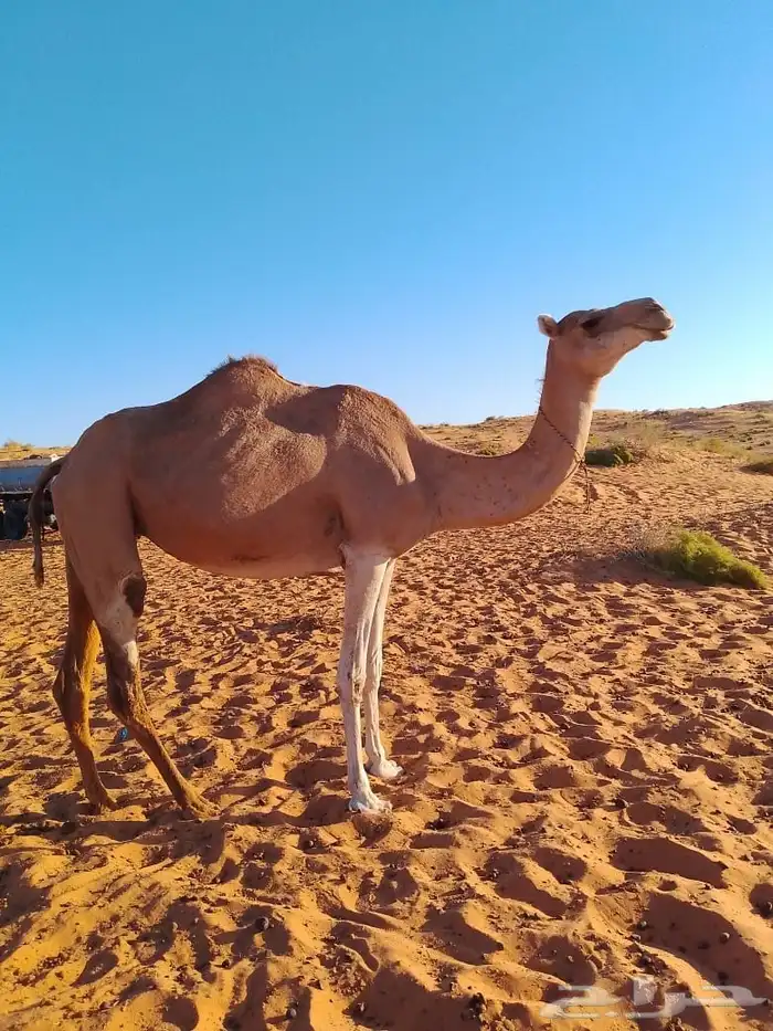 ناقه هجن سبوق 0