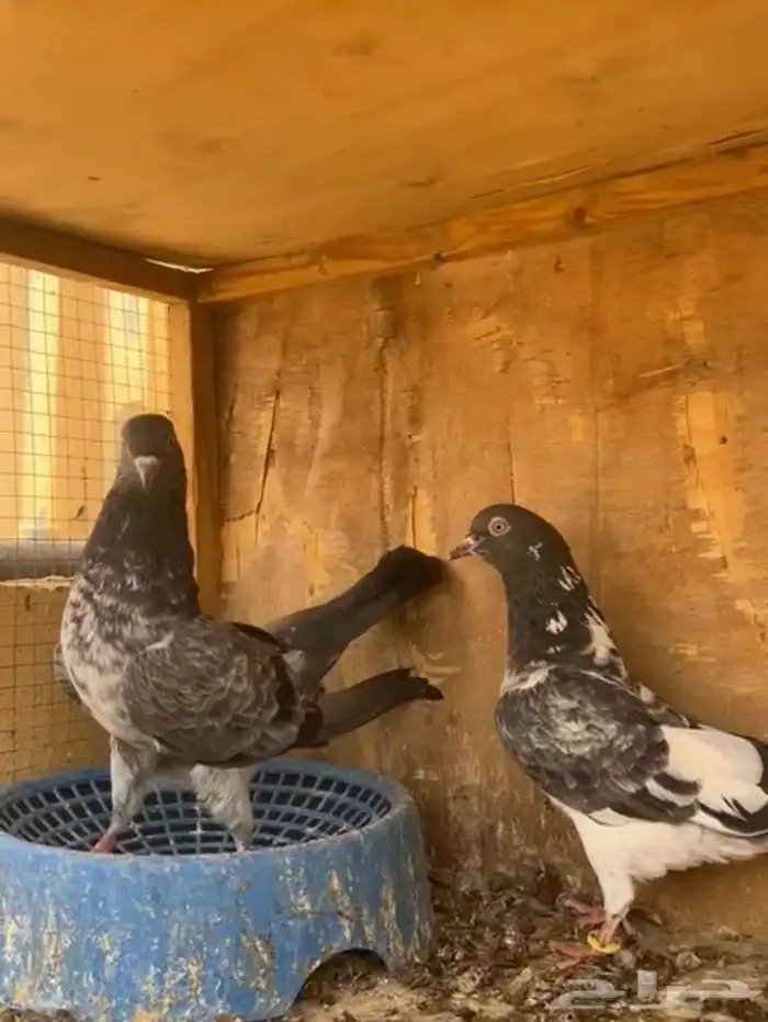 زوجين داب ولا وزوج نيل دنبا شرط انتاج وصحه 3