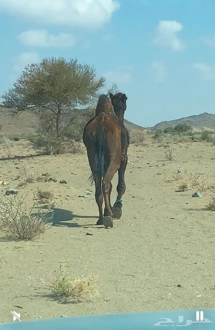 بعير مجهم الوافي 2
