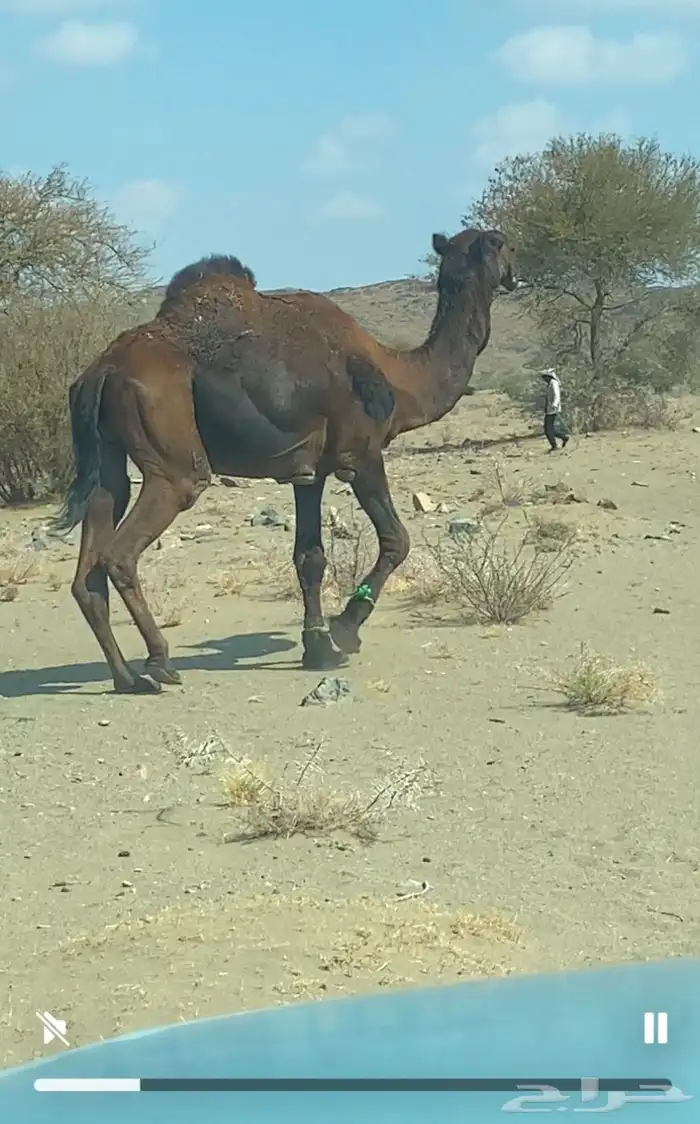 بعير مجهم الوافي 3