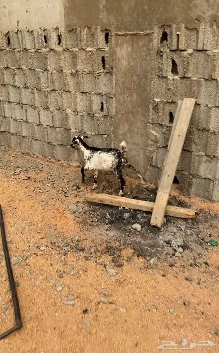 تيس مندي 0