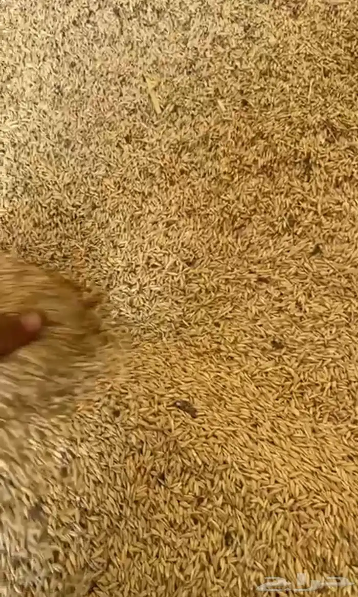 شعير الوزن 47 48 السعر 60ريا رقم الجوال 0
