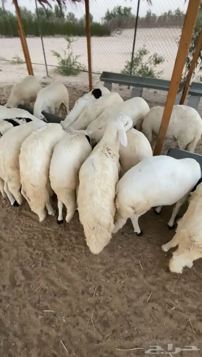 ذبايح سواكن مرابي خمس شهور للمناسبات وثلاجات 100 0