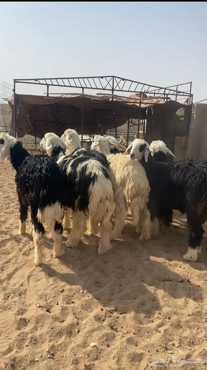 بهم فاخر شعره وطرف بريات ذبائح طيبه وسليمه من جميع النواحي 2