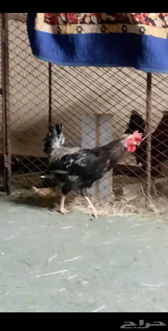 ديك مهجن حار 1
