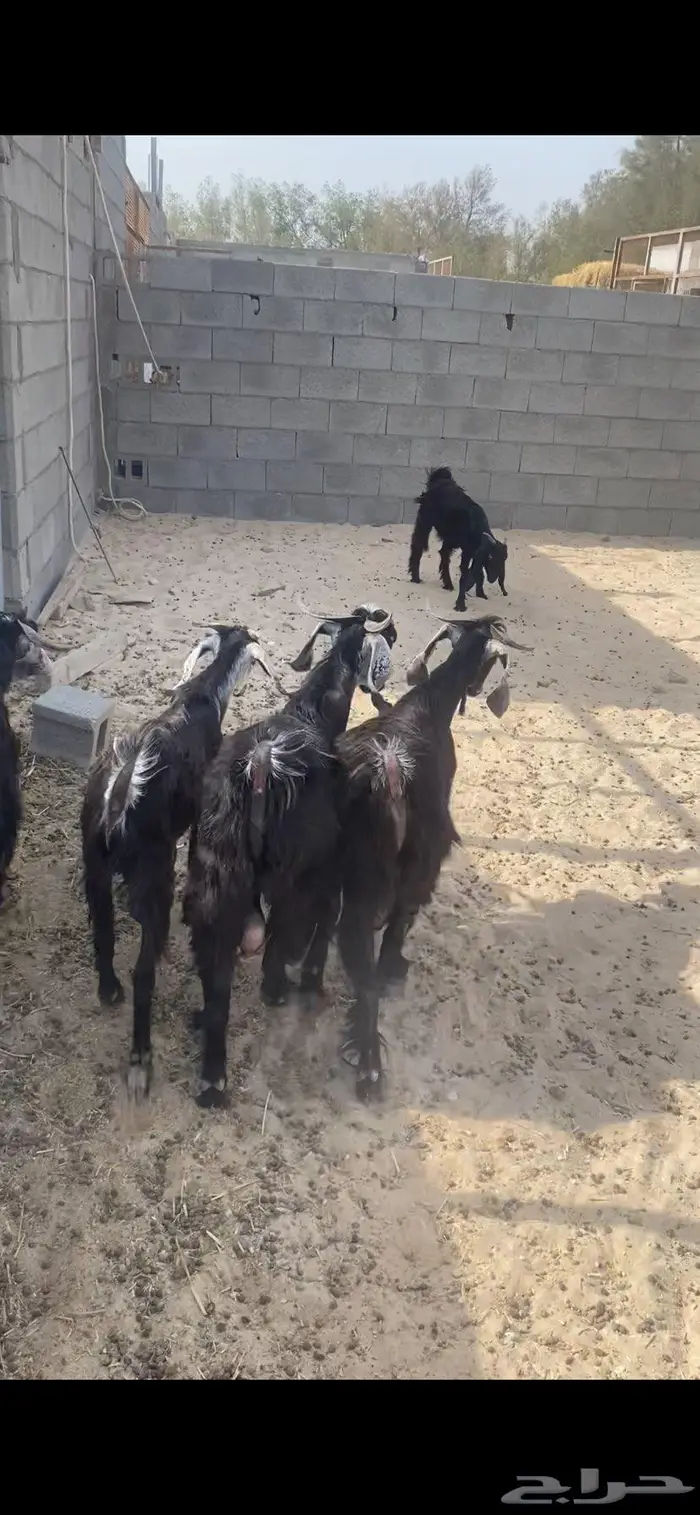 تيوس ذبايح 1