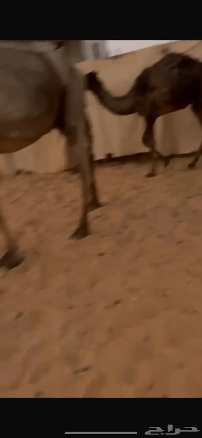 قعود وبكرة لباني طيبات 2