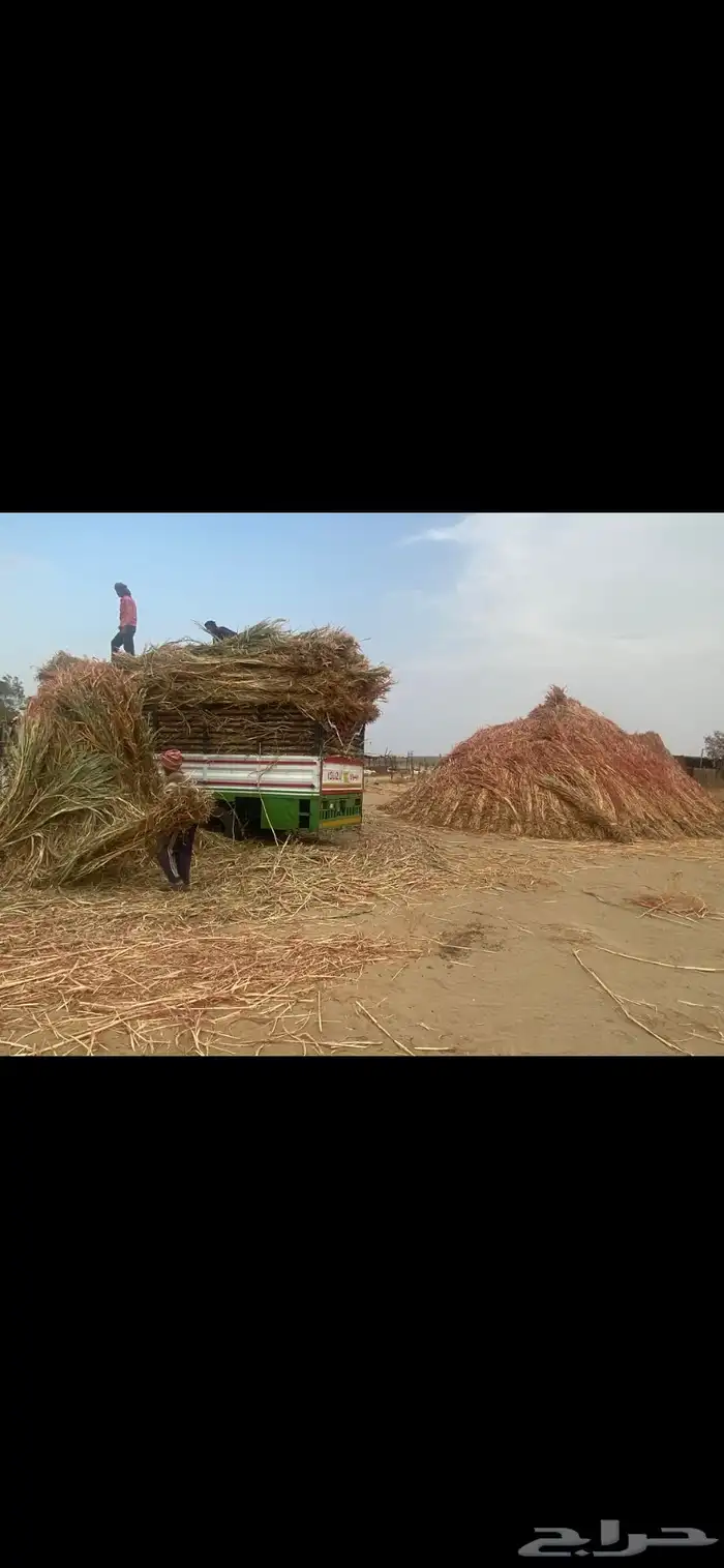علف للبيع عقد طيب وجديد محصود له اسبوعين 3