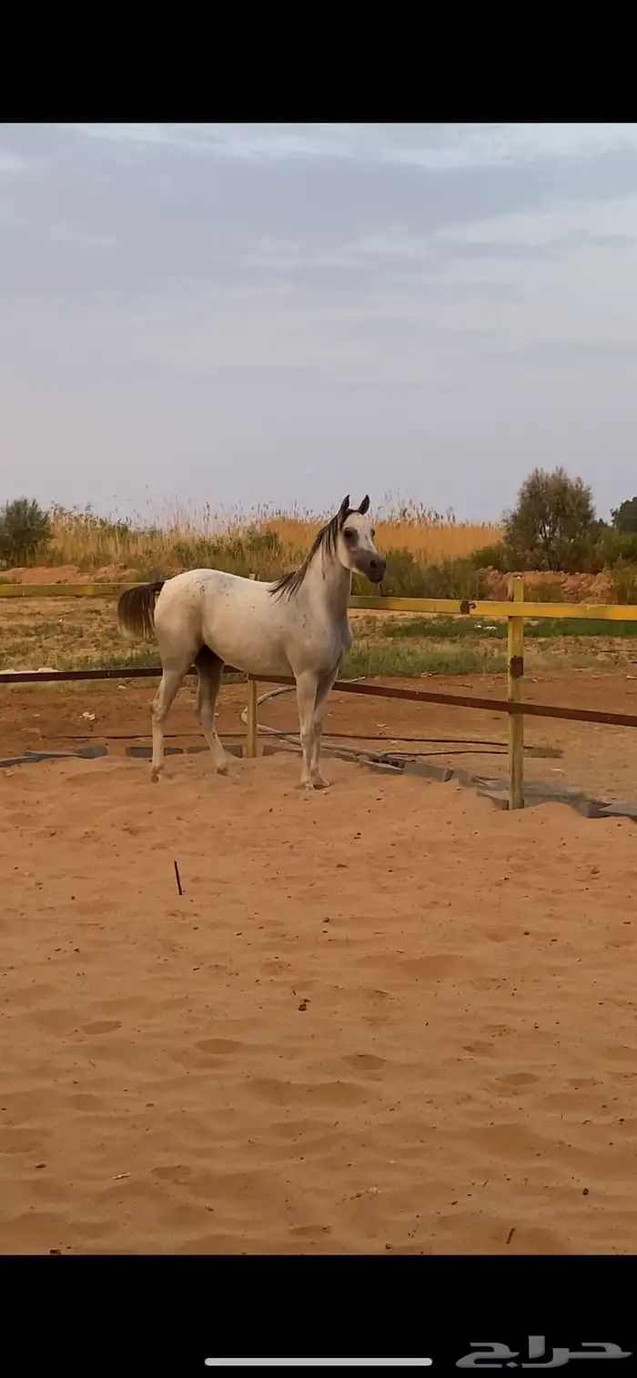 فرس شعبيه عمر 3 سنوات 3
