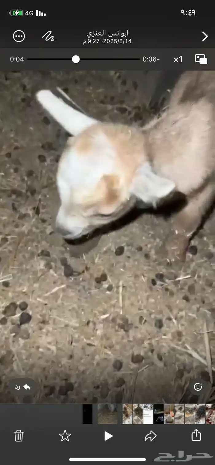 ماعز قزمي بيور 0