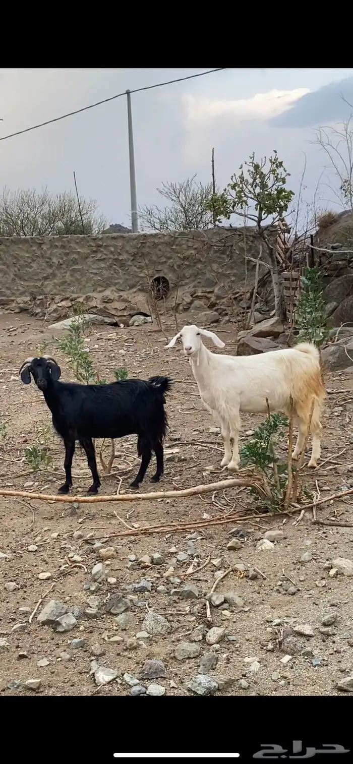 معزى دفيع ونضاف شرط 0