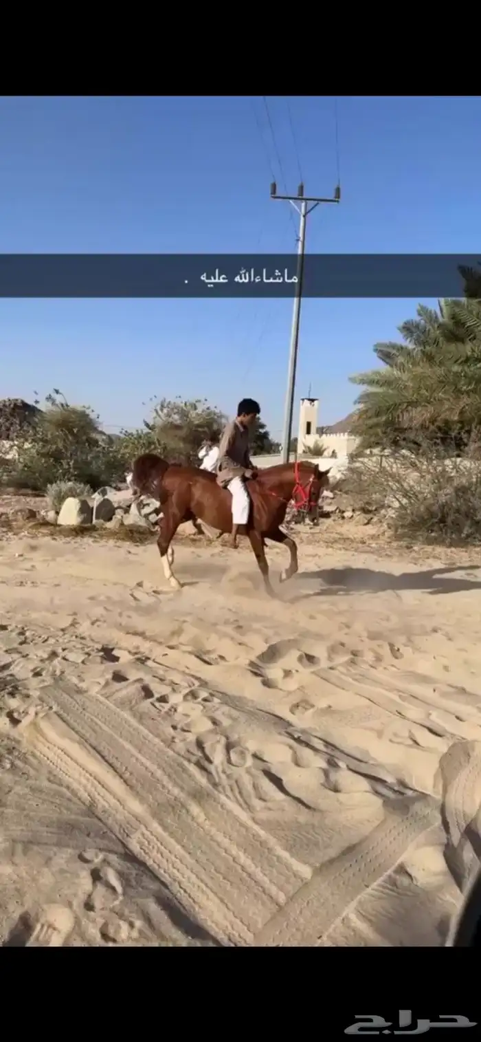 حصان كفو كرزما وسبوق 3