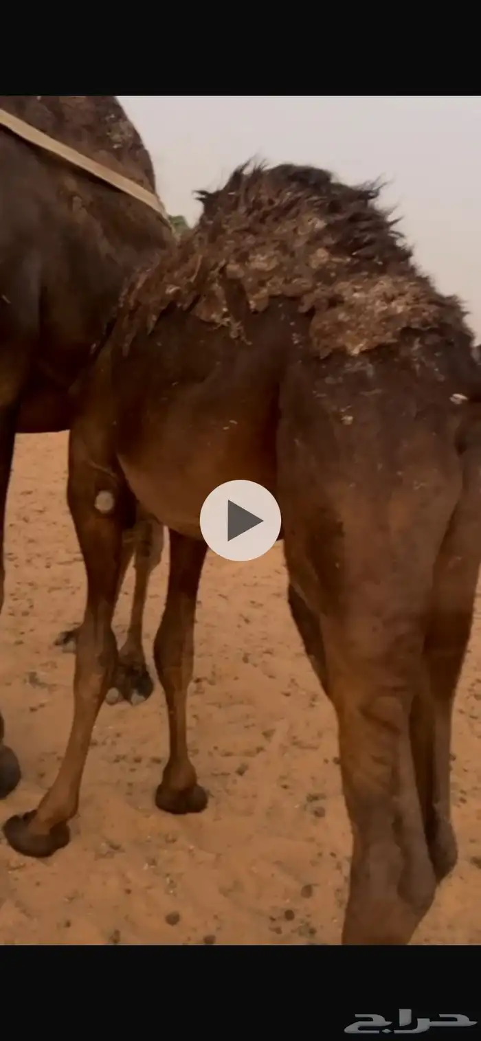 قعود وبكرة لباني طيبات 3