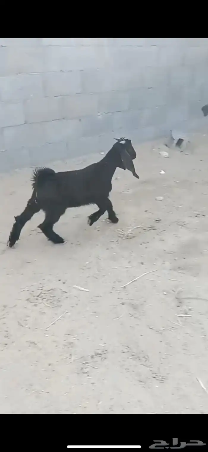 تيس أربع شهور والثاني حول خمسه شهور الموقع سوق الدمام 0
