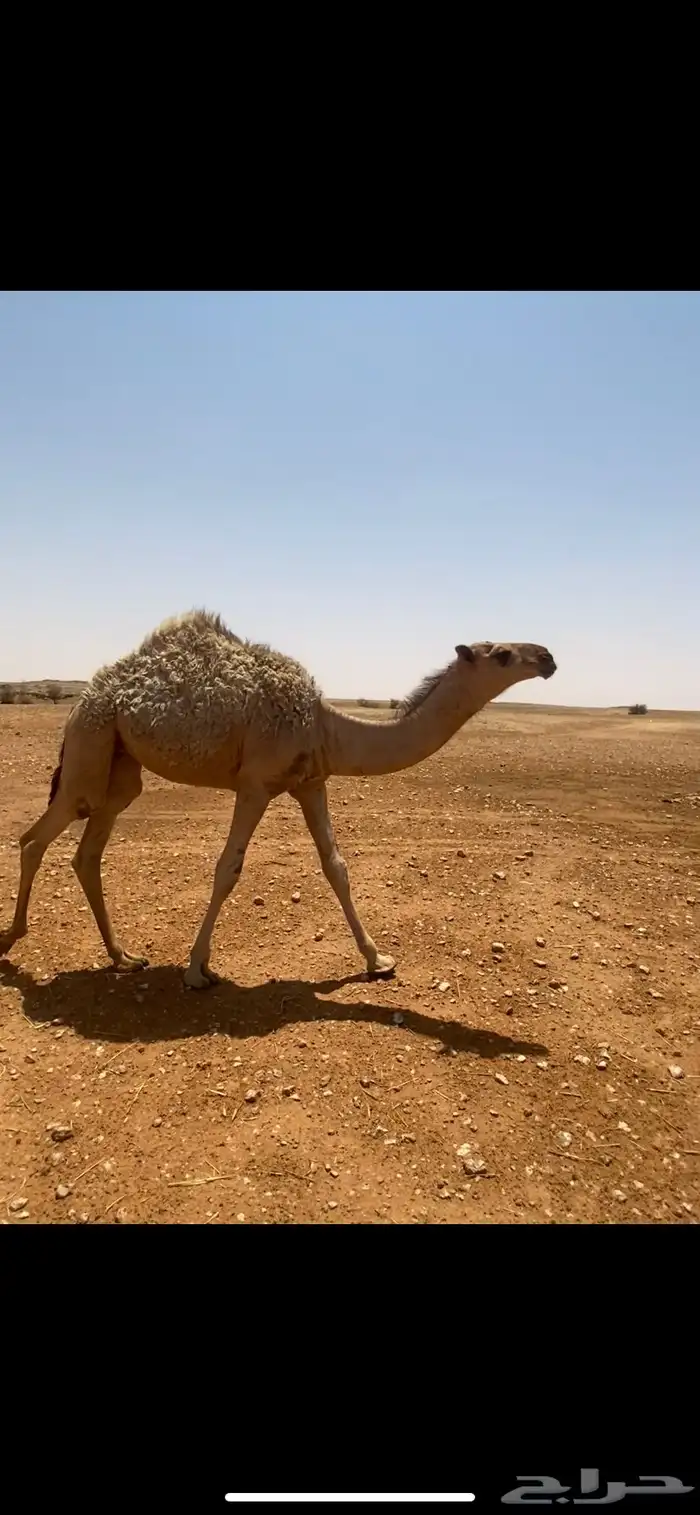 مشاءالله بكرةشقح عمره 4 5 شهور البكر كفو طيبه 0