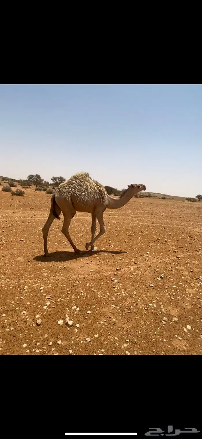 مشاءالله بكرةشقح عمره 4 5 شهور البكر كفو طيبه 3