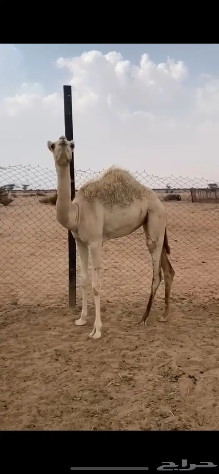 بكره حره للبيع 3