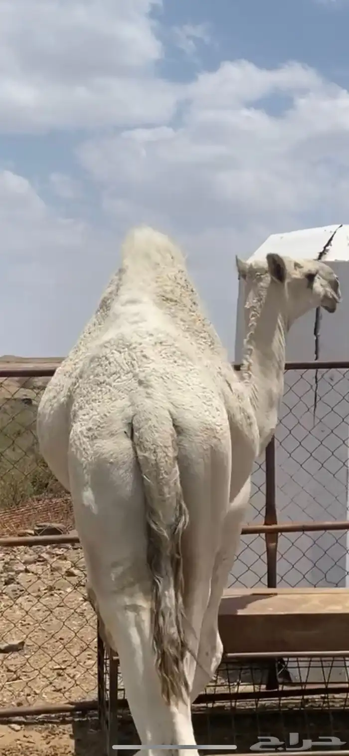 حشوان للبيع 3