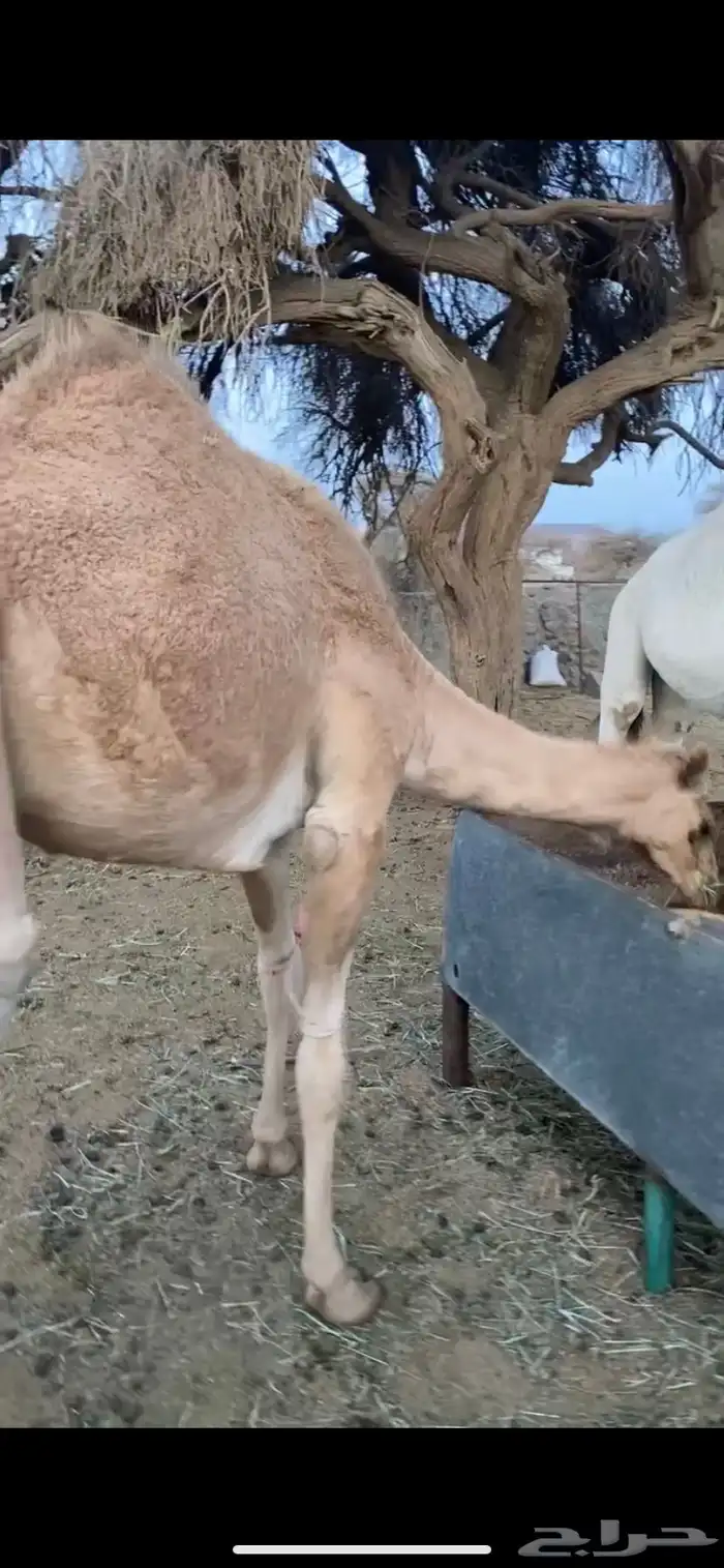 حشوان للبيع 1