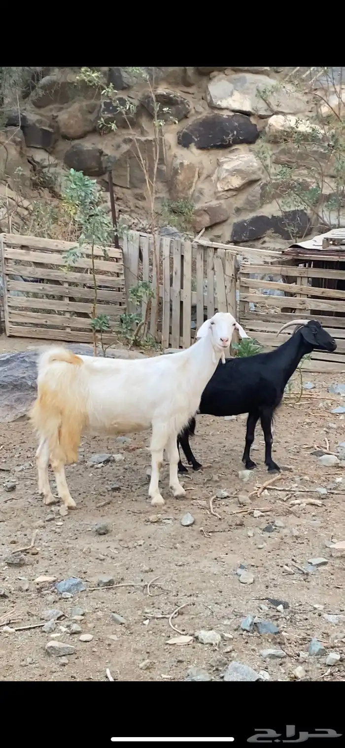 معزى دفيع ونضاف شرط 1