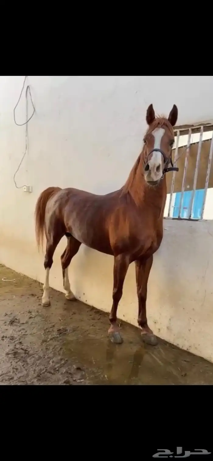 حصان كفو كرزما وسبوق 5