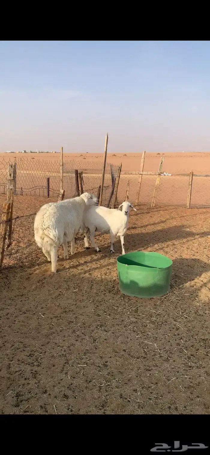 فحل خروف حري 1