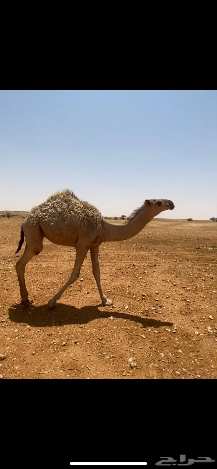 مشاءالله بكرةشقح عمره 4 5 شهور البكر كفو طيبه 2