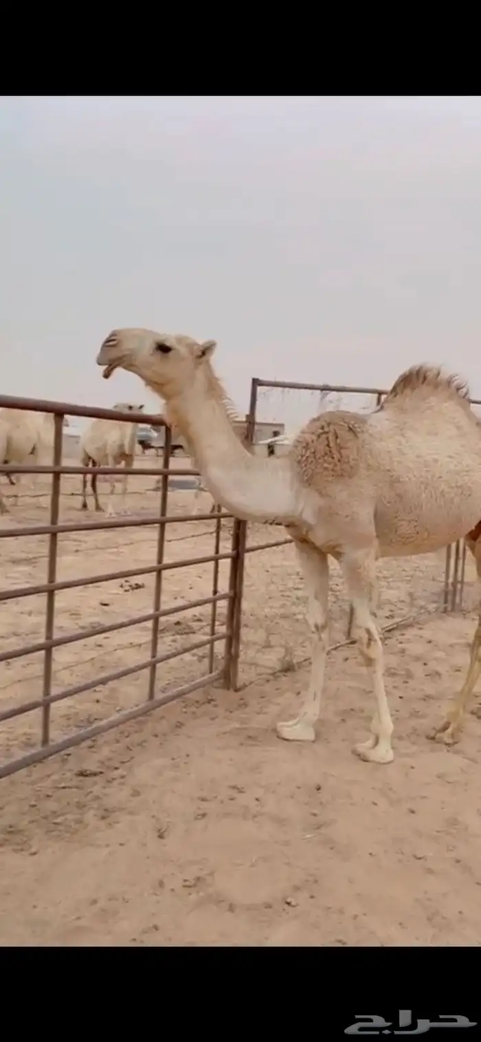 بكره مفروده باتليه 0
