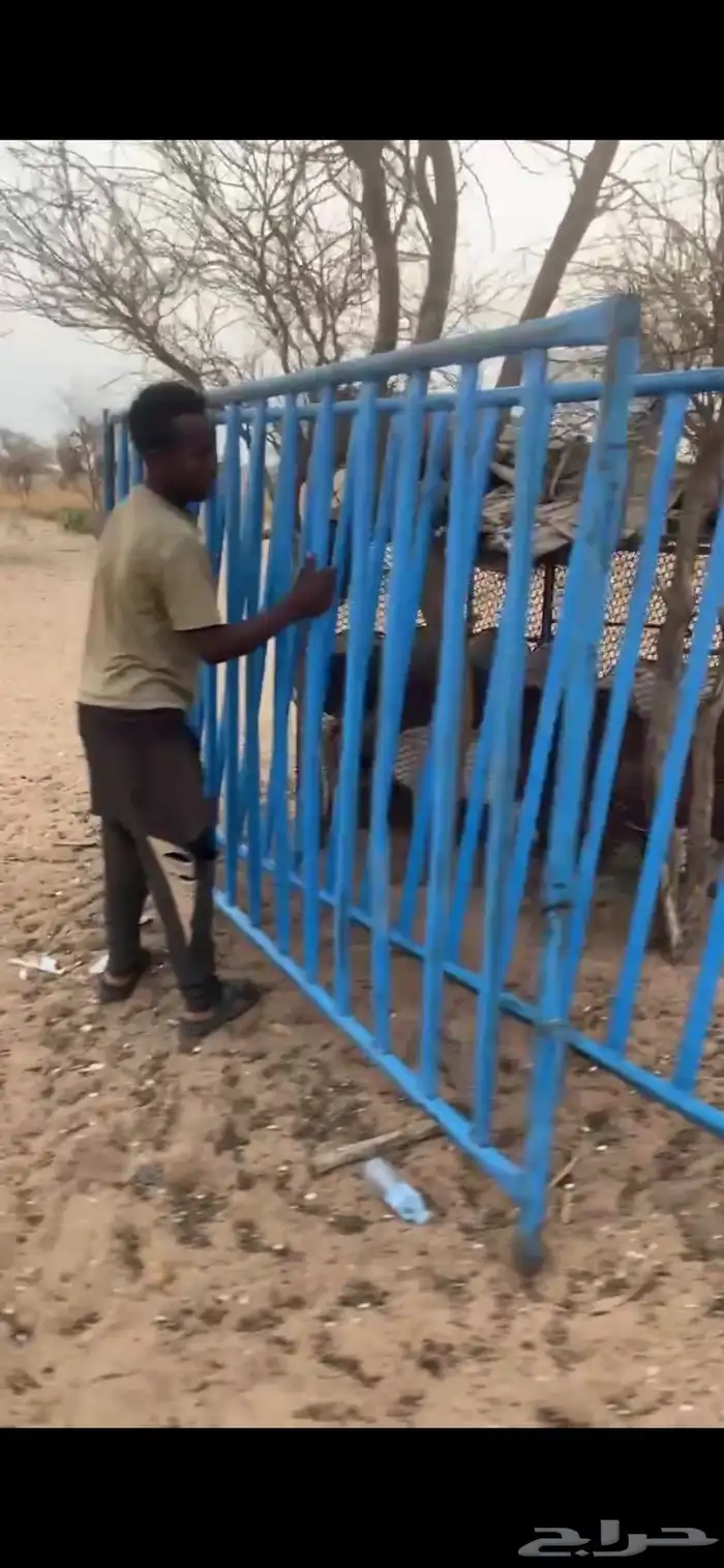 شبك ابل 0