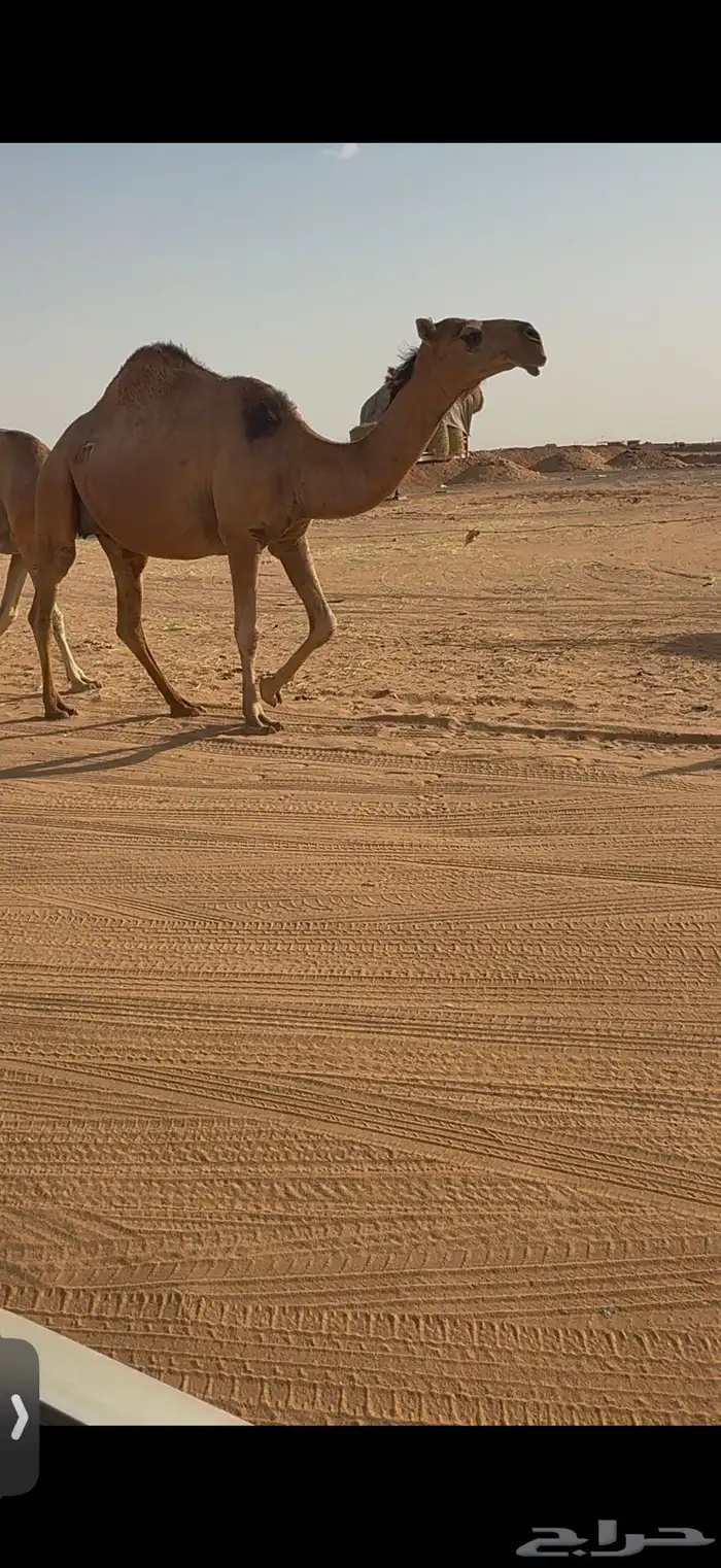 لقحات ثنتين 3