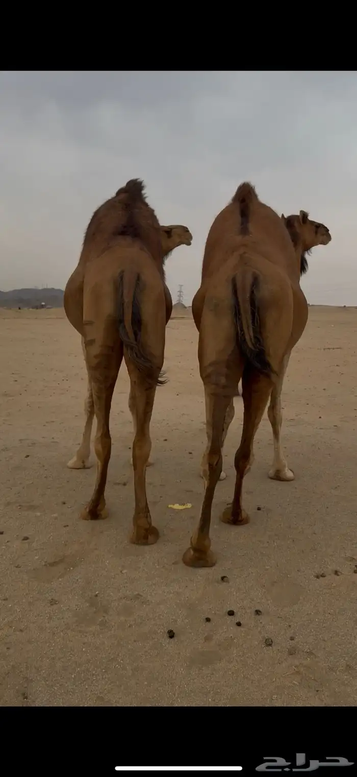 ناقتين سواحل حمر كفو 3