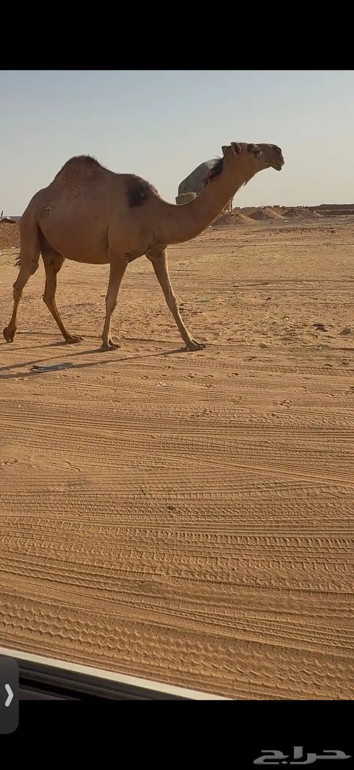 لقحات ثنتين 2