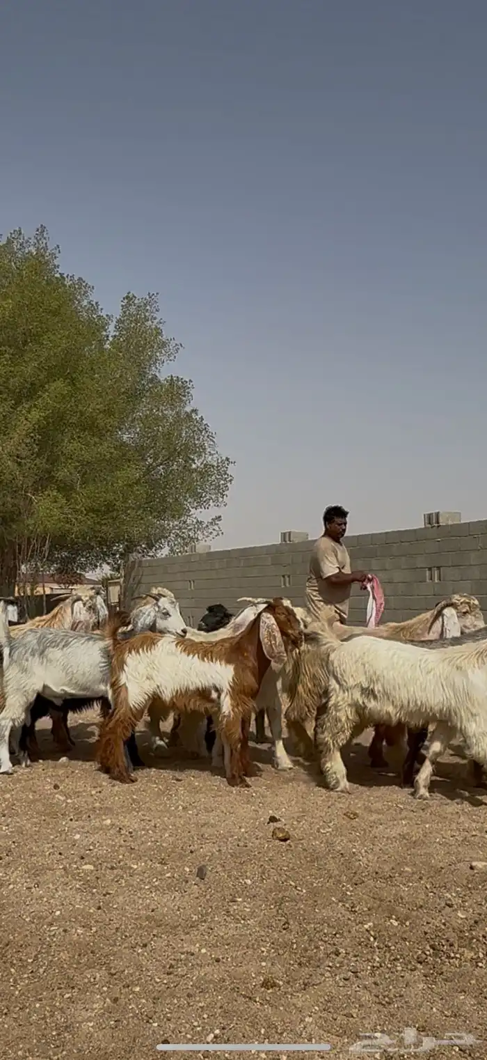 تيوس منادي طيبه الظهور فل 7