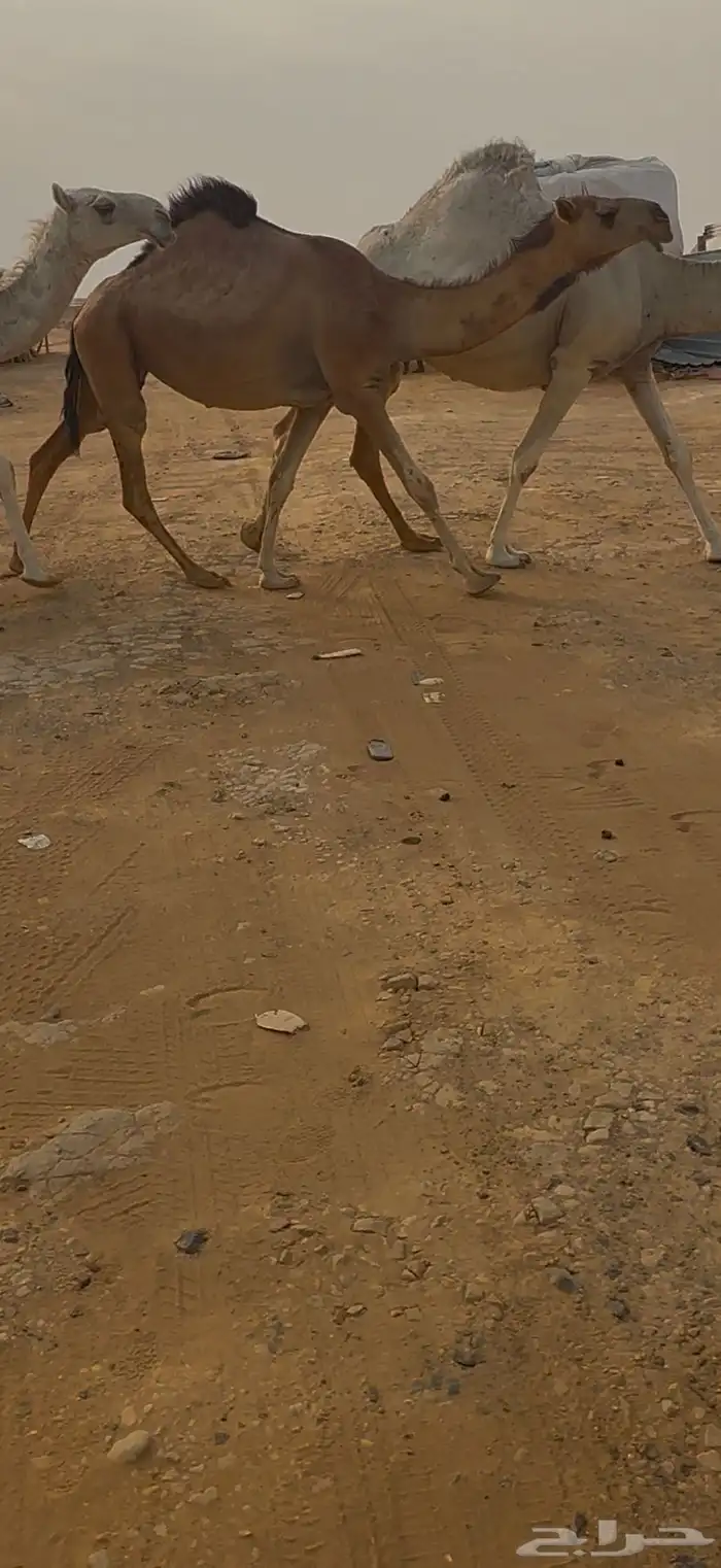 لقحات ثنتين 1