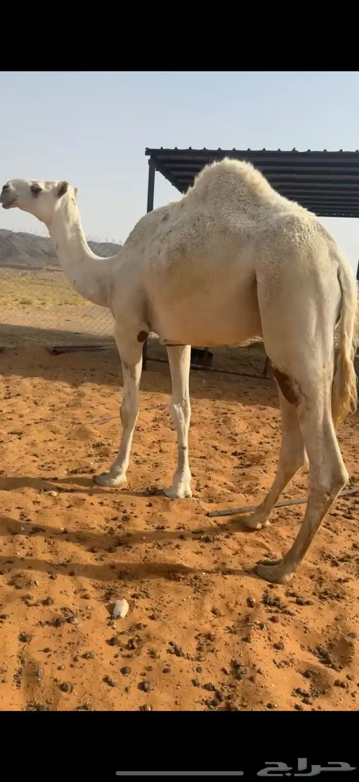 قعود حق طيب 0