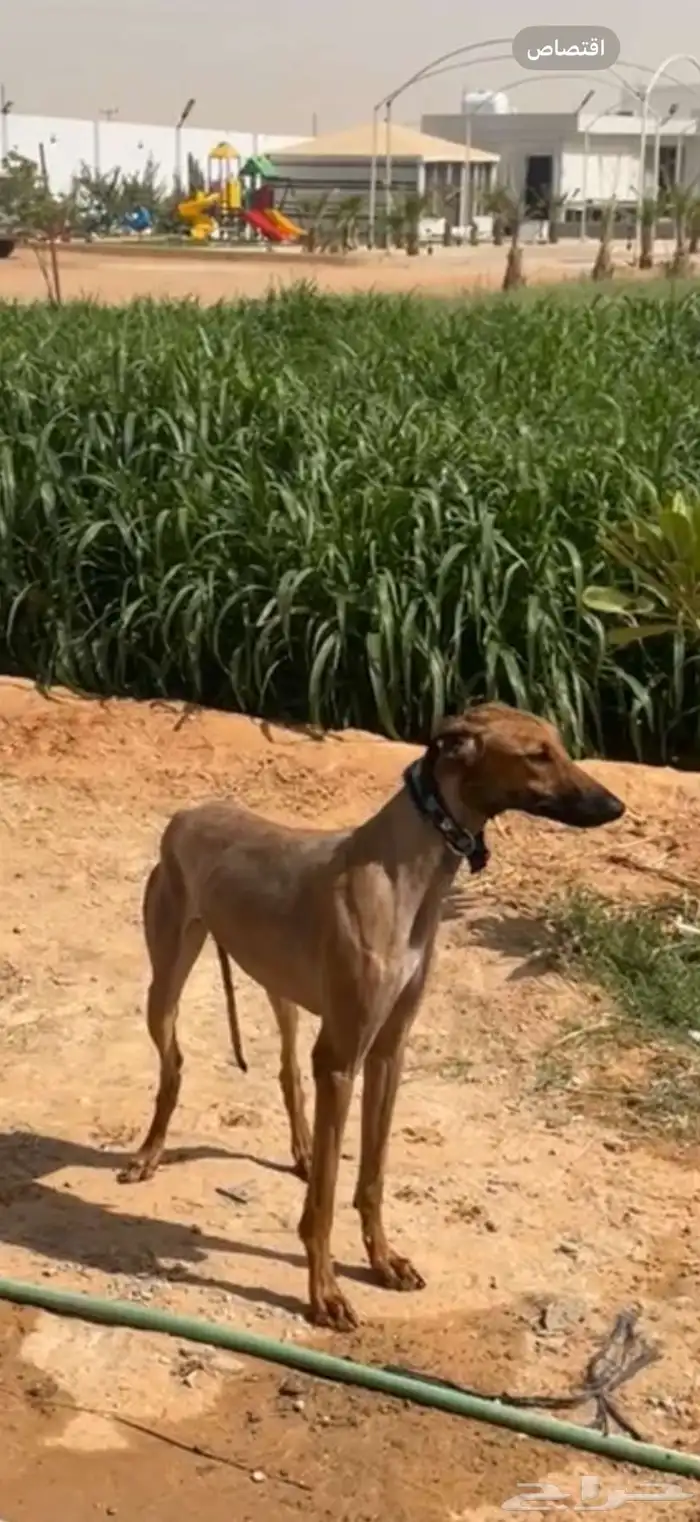 سلوقي كلاب صيد 0