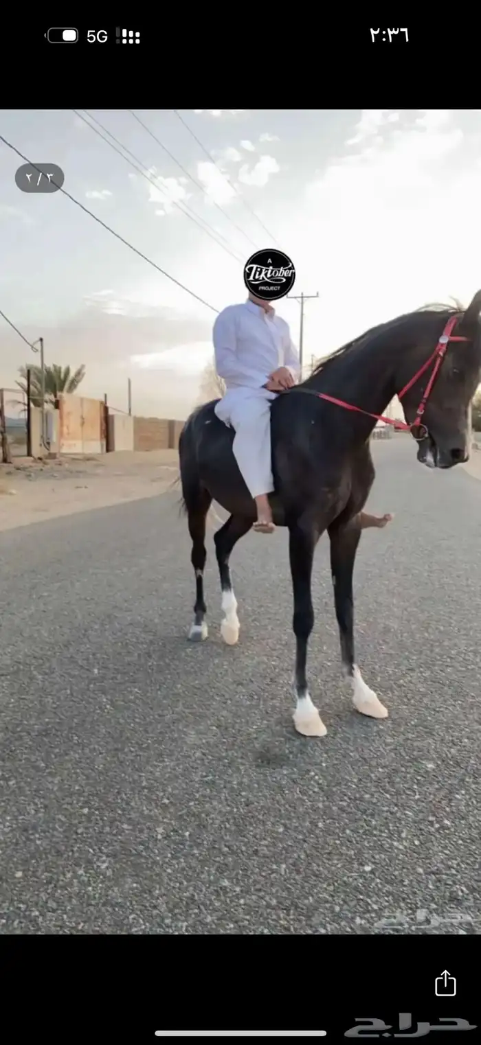 مهر شعبي كفووو سيوققق 2