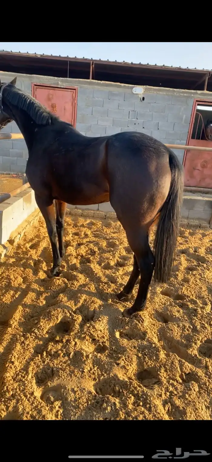 فرس 6