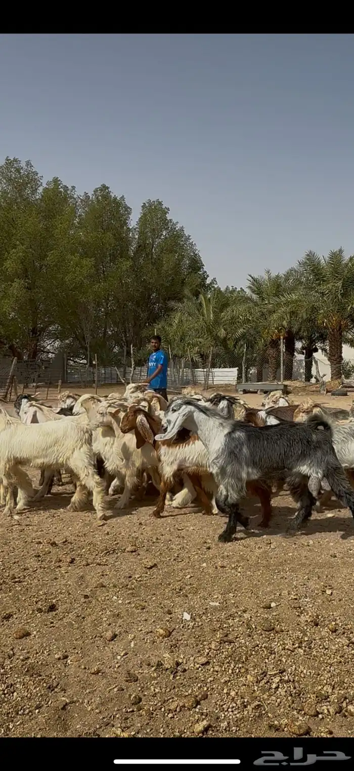 تيوس منادي طيبه الظهور فل 4