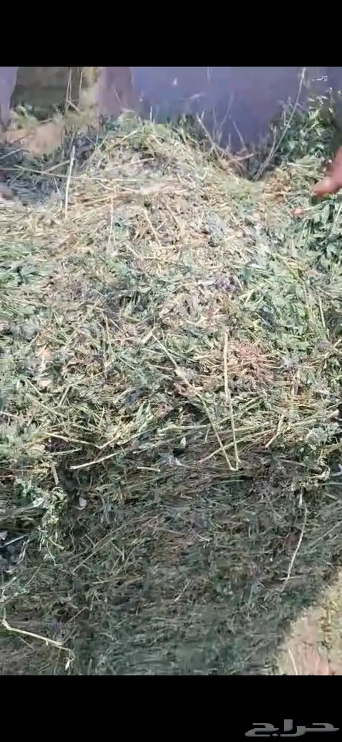 برسيم صافي جندير 1