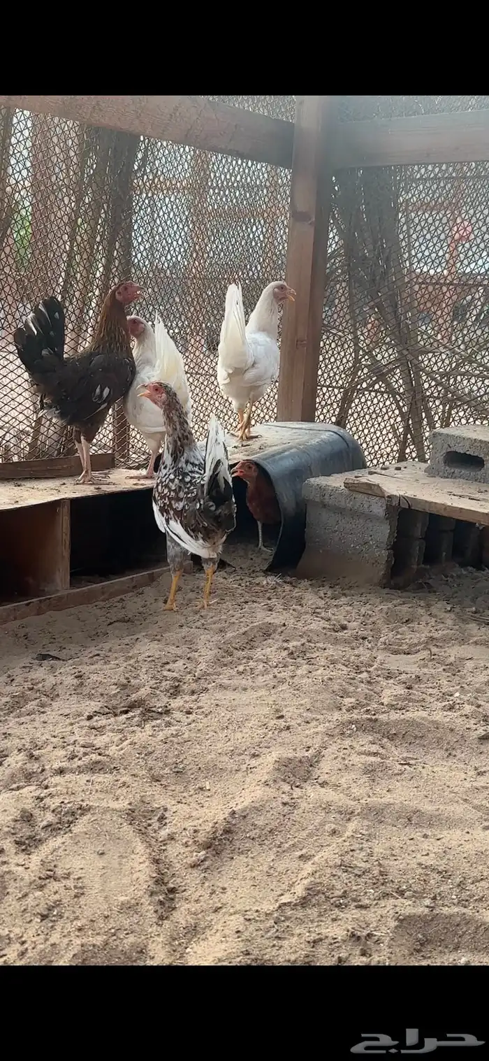 دجاج عربي 0