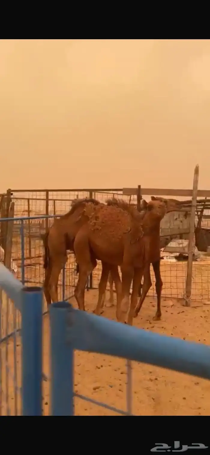 قعود للبيع 1