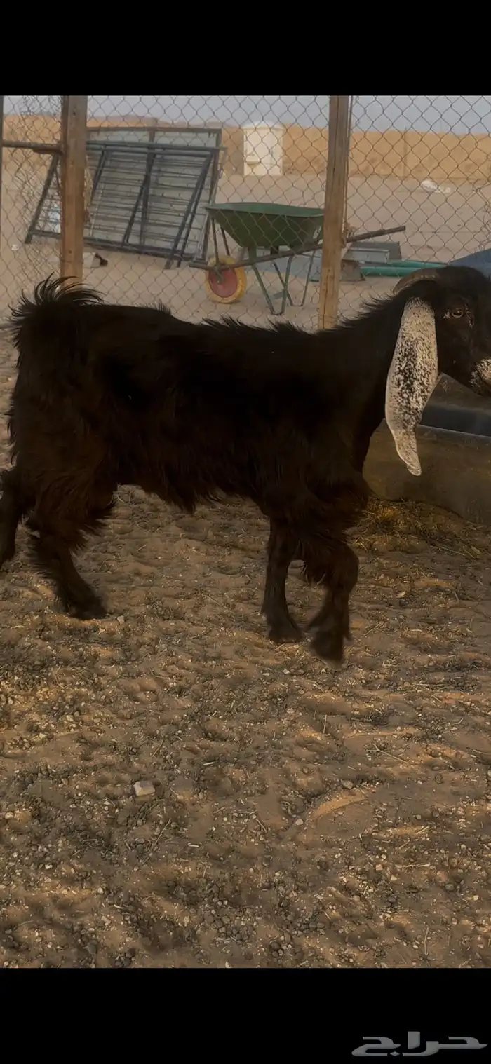 جفره عناق سمين 1
