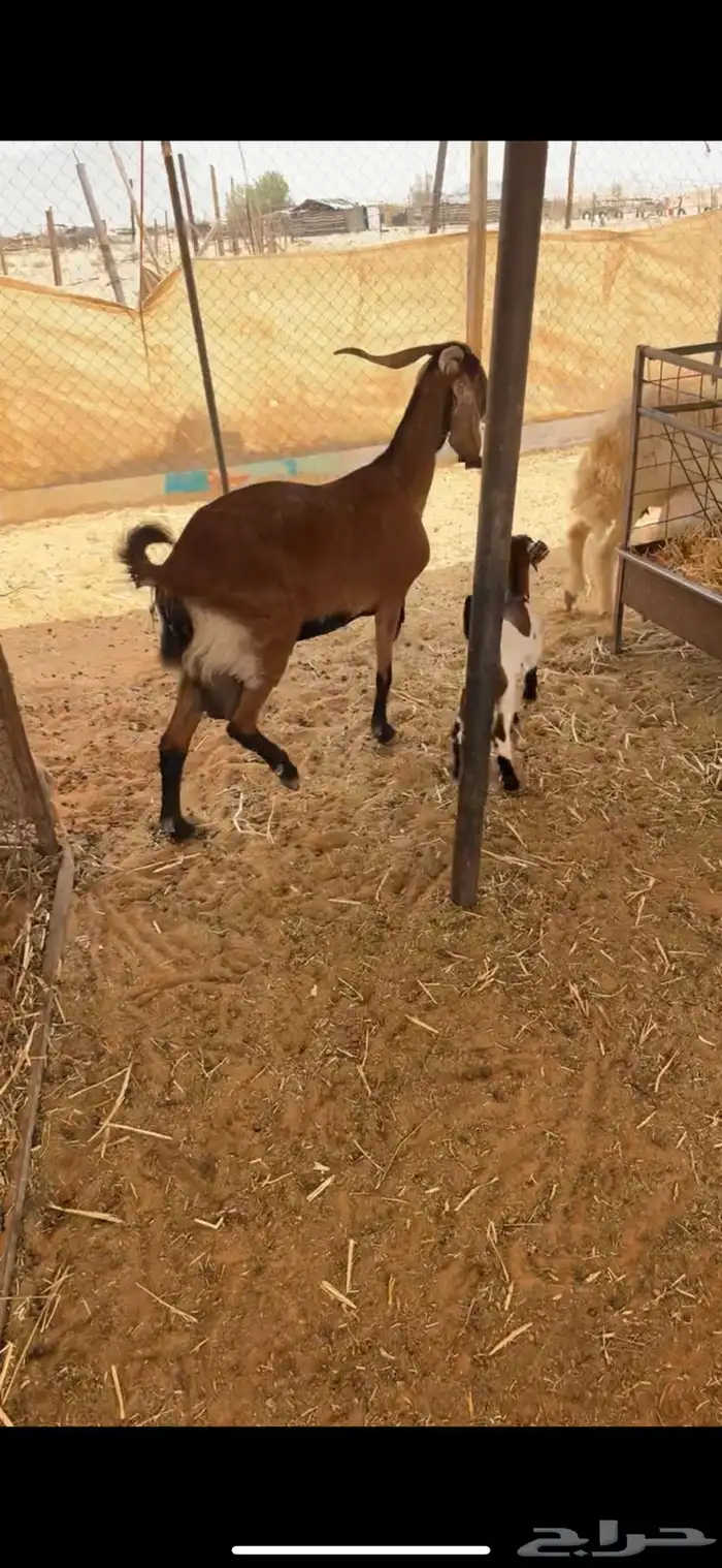 للبيع عنز جنوبيه تحتها تيس 0