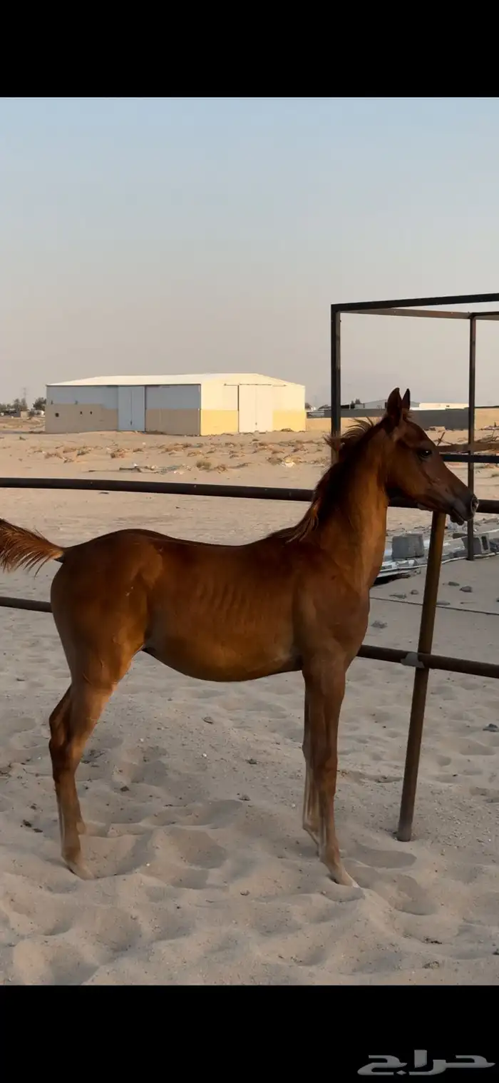 مهر واهو 3